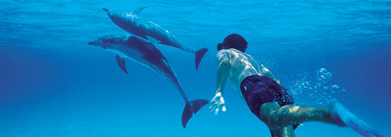 swimsdolphins-header3